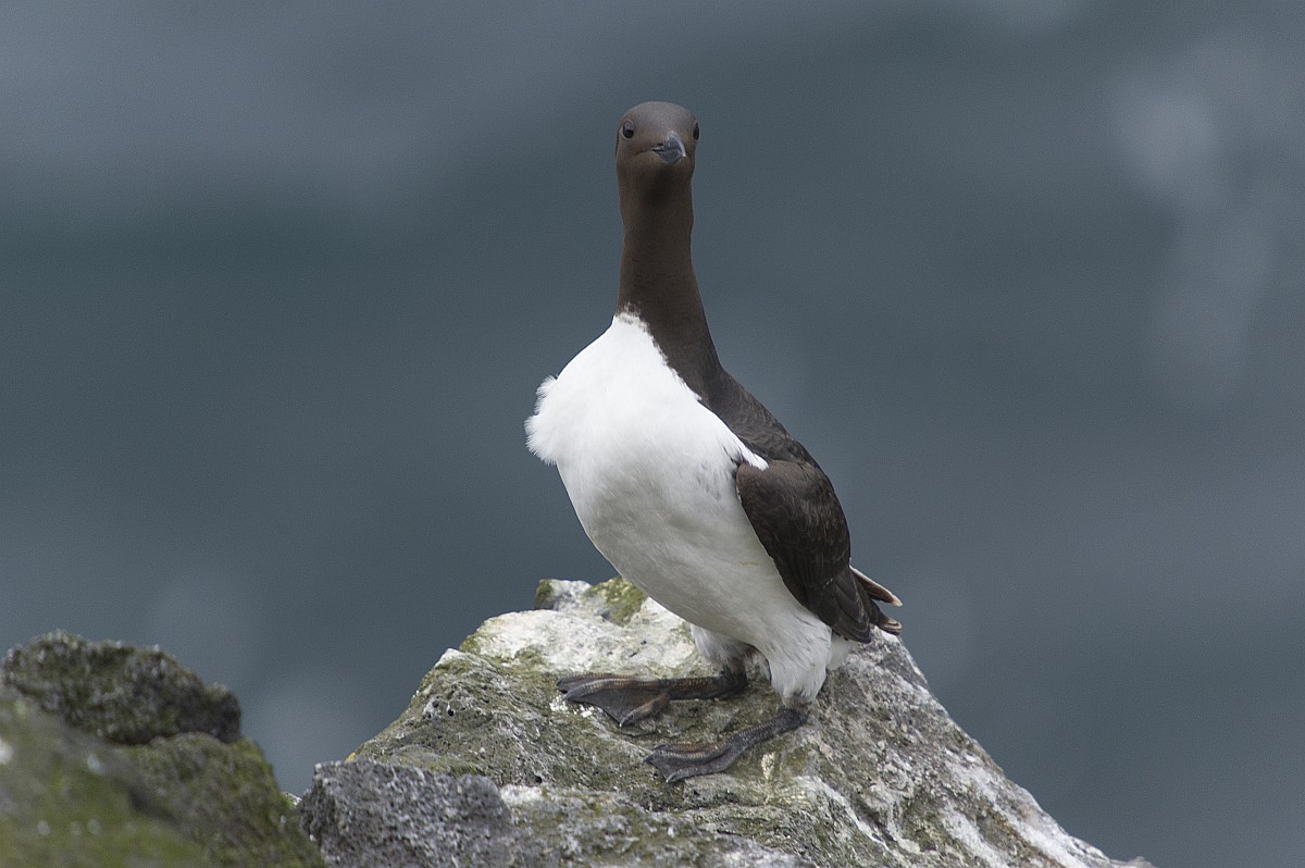 Yalangoch Varley surati Yalangoch Varley surati